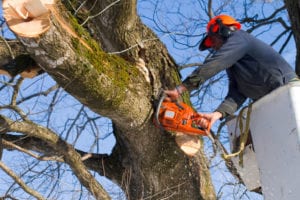 Man using a chainsaw to cut down a large tree limb.