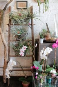 Wooden ladder holding up various plants.
